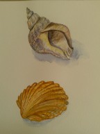 Two Shells by Andrea Connolly