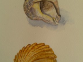 Two Shells by Andrea Connolly